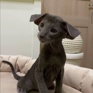 Meet your Posher, Korin